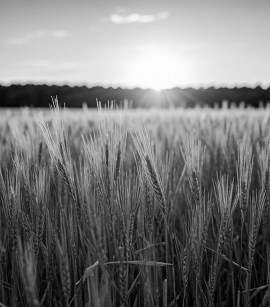 Purity Landscape